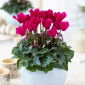 Cyklamen perski - Cyclamen persicum