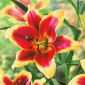 Lilia - Red Dutch