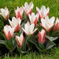 Tulipan Heart's Delight - 5 szt.