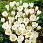 Krokus Miss Vain - 10 szt.