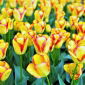 Tulipan Cape Town - opak. 5 szt.