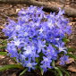 Śnieżnik lśniący - Chionodoxa luciliae - 10 szt.