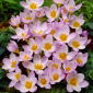 Krokus Firefly - 10 szt.
