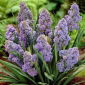 Szafirek Muscari Fantasy Creation - op. 10 szt.