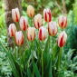 Tulipan Carnaval de Rio - opak. 5 szt.