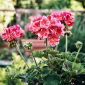 Pelargonia Raspberry Ripple - łososioworóżowa z czerwonymi plamkami, pstra