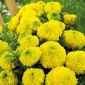 Aksamitka Calando - wzniesiona, karłowa, żółta Aksamitka Calando - wzniesiona, karłowa, żółta