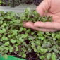 Microgreens - Jarmuż czerwony Scarlet - młode listki o unikalnym smaku