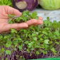 Microgreens - Kalarepa - młode listki o unikalnym smaku