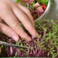 Microgreens - Szarłat czerwony - młode listki o unikalnym smaku