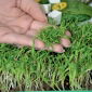 Microgreens - Szpinak - młode listki o unikalnym smaku