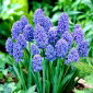 Szafirek Muscari Blue Spike - op. 10 szt.