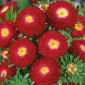 Aster pomponowy - czerwony