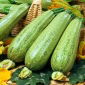 Cukinia Nimba