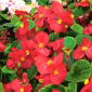 Begonia stale kwitnąca - czerwona