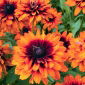 Rudbekia dwubarwna Cherokee Sunset