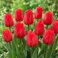 Tulipan Apeldorn - 5 szt.