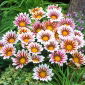 Gazania BIG KISS F2 White Flame