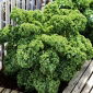 Jarmuż Dwarf Green Curled - zielony