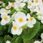 Begonia stale kwitnąca - biała