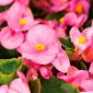 Begonia stale kwitnąca - różowa