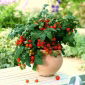 Pomidor Balkoni Red F1 - balkonowy