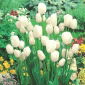 Tulipan White Bouquet - opak. 5 szt.