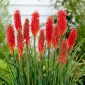 Kniphofia czerwona - Nancy Red - 1 szt.