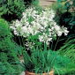 Agapant biały - Agapanthus White