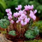Cyklamen neapolitański - Cyclamen neapolitanum - 1 szt.