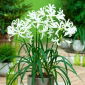 Nerine Alba - 1 szt.