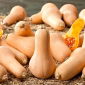 Dynia piżmowa Waltham Butternut
