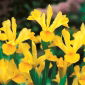 Irys holenderski - Golden Harvest - 10 szt.