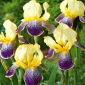 Kosaciec, Irys - Purple and Yellow