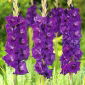 Mieczyk Purple Flora - 5 szt.