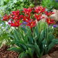 Tulipan Eye Catcher - opak. 5 szt.