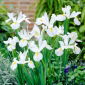 Irys holenderski - White Excelsior - 10 szt.