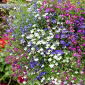 Lobelia zwisła - mieszanka