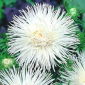Aster igiełkowy Angora - biały