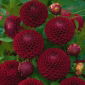 Dalia - Downham Royal - pomponowa