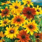 Rudbekia dwubarwna