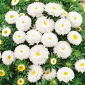 Aster pomponowy - biały