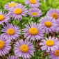 Aster alpejski - różowy
