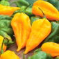 Papryka Habanero Lemon - ostra, żółta