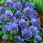 Bratek wielkokwiatowy - niebieski Celestial Blue