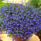 Lobelia zwisła szafirowoniebieska
