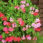 Pelargonia Speedy mixed - zwisająca