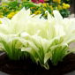 Funkia - Hosta White Feather
