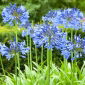 Agapant niebieski - Agapanthus Blue