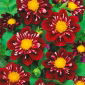 Dalia - Impression Fantastico